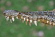Dangerous crocodile jaw Dangerous crocodile jaw