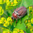 chafer beetle