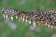 American crocodile's tooth American crocodile's tooth