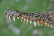 Sharp crocodile's tooth Sharp crocodile's tooth