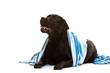 Labrador, schwarz, Rassehund, Studioaufnahme, freigestellt