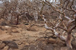 Isla Seymour norte,islas galapagos Ecuador