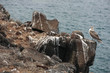 Isla Seymour norte,islas galapagos Ecuador