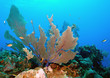 Fan coral and fish