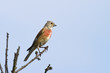 Carduelis cannabina - Linotte mélodieuse (m) - Common Linnet( m) Carduelis cannabina - Linotte mélodieuse (m) - Common Linnet( m)