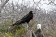 Isla Seymour norte,islas galapagos Ecuador