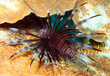 Foto: Lionfish Lionfish