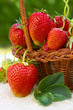 Erdbeeren