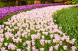 Pink and magenta tulip beds