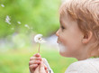 Photo : Young blond kid in the meadow blowing wishes on dandelion seed Young blond kid in the meadow blowing wishes on dandelion seed
