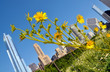 City sunflowers