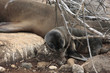 Isla Seymour norte,islas galapagos Ecuador