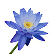 Water lily isolated on white background