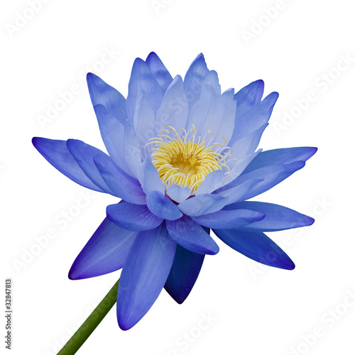 Photo: Water lily isolated on white background Water lily isolated on white background