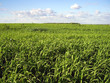 Green field