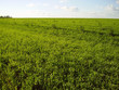 Green field