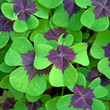 Glücksklee - Oxalis tetraphylla