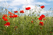Blühendes Mohnfeld (Papaver Rhoeas) in Bayern
