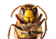 Hornet en face