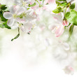 apple blossom