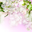 Foto: apple blossom apple blossom