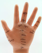 Foto: Akupunktur Model - Hand - traditionelle Chinesische Medizin Akupunktur Model - Hand - traditionelle Chinesische Medizin