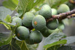 Fichi sull'albero