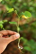 Baby plant-New life Baby plant-New life