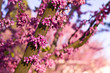 Judas tree in full bloom