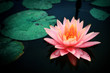 waterlily waterlily