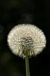 Pusteblume