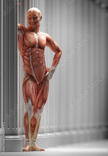 Illustration: anatomy, muscles anatomy, muscles