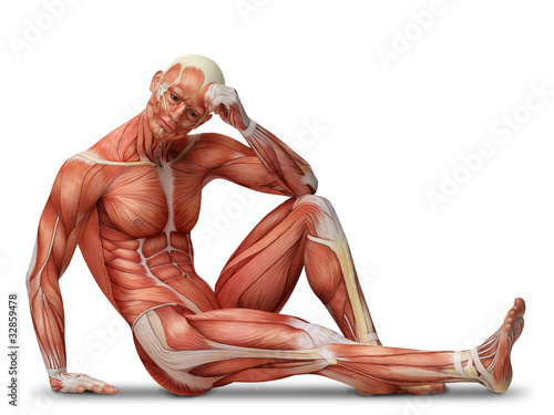 Illustration: anatomy, muscles anatomy, muscles