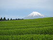 茶畑と富士山