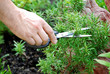 Foto: Rosemary seasoning garden Rosemary seasoning garden