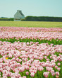 Beautiful Summer Tulips Beautiful Summer Tulips