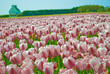 Beautiful Summer Tulips Beautiful Summer Tulips