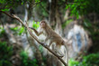 monkey