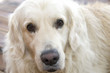 pies rasy goldenretriver