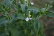Stevia en fleur - Stevia rebaudiana bertoni