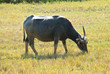 buffalo in Thailand buffalo in Thailand