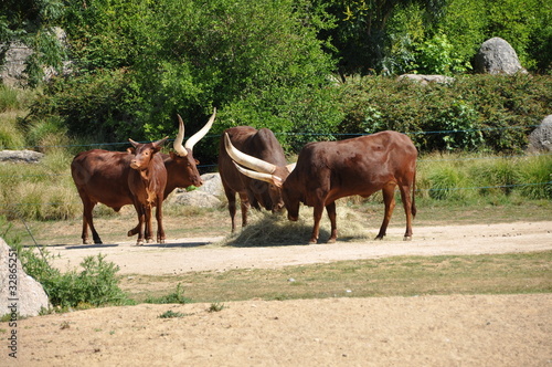 Photo: watusis watusis