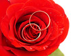 rose and rings