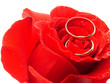 rose and rings
