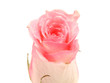 Rose on a white background