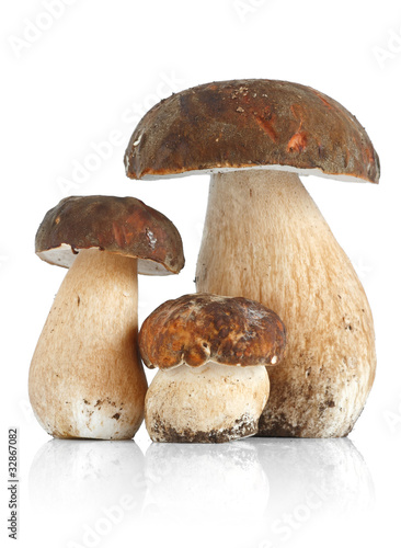 Foto: Tre funghi porcini - Three Boletus Edulis mushrooms Tre funghi porcini - Three Boletus Edulis mushrooms