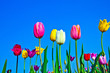 field with blooming colorful tulips field with blooming colorful tulips