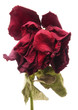 Dried rose head white isolated