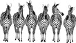 Group of zebras standing in a row isolated on white background