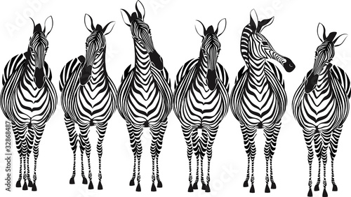Vector: Group of zebras standing in a row isolated on white background Group of zebras standing in a row isolated on white background